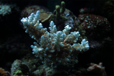 Acropora sp..jpg