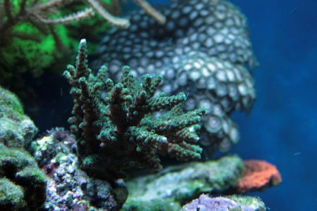 Acropora_sp.jpg