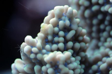 Montipora_verrucosa.jpg
