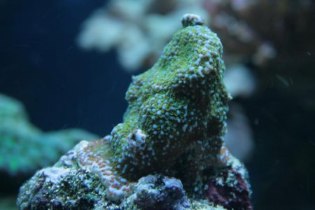 Montipora_tuberculosa.jpg