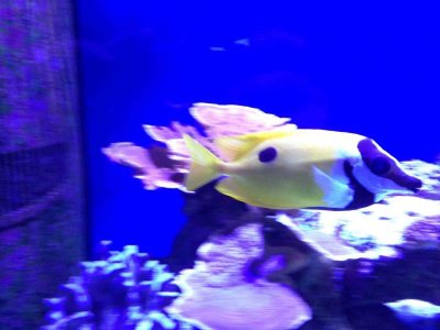 ImageUploadedByTapatalk HD1376771624.178425.jpg