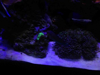 ImageUploadedByTapatalk HD1376771675.776203.jpg