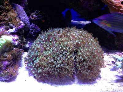 ImageUploadedByTapatalk HD1376771700.392468.jpg