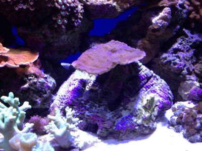 ImageUploadedByTapatalk HD1376771728.565630.jpg