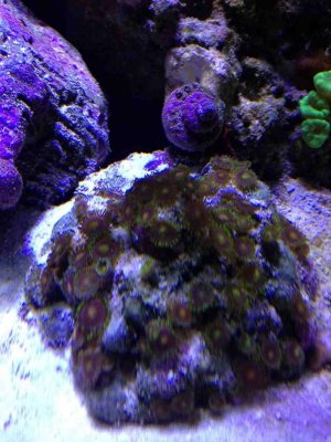 ImageUploadedByTapatalk HD1376771738.068587.jpg