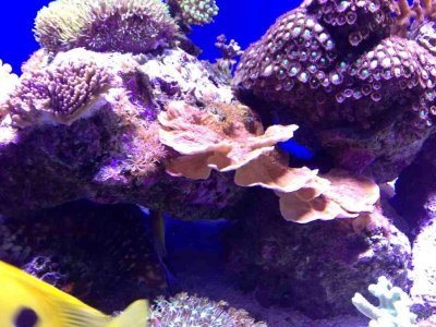 ImageUploadedByTapatalk HD1376771840.745871.jpg