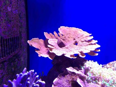 ImageUploadedByTapatalk HD1376771867.750045.jpg