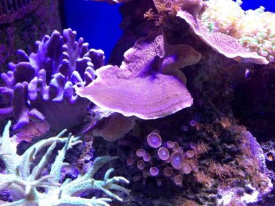 ImageUploadedByTapatalk HD1376771892.442677.jpg