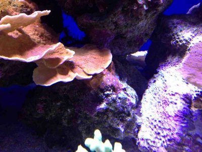 ImageUploadedByTapatalk HD1376771902.329906.jpg