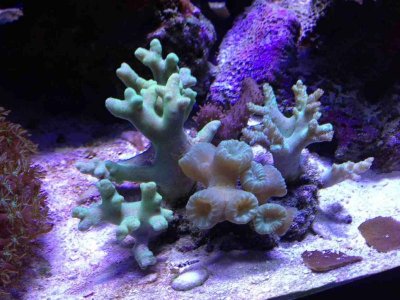 ImageUploadedByTapatalk HD1376771940.382535.jpg