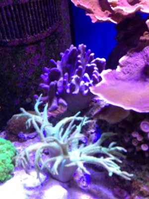 ImageUploadedByTapatalk HD1376771949.942931.jpg