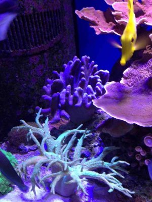 ImageUploadedByTapatalk HD1376771976.734637.jpg