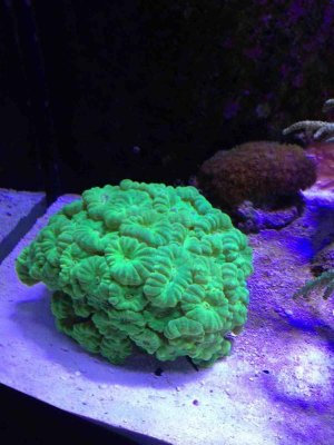 ImageUploadedByTapatalk HD1376771992.772810.jpg