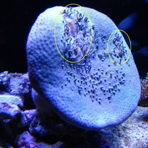 Toadstool 1AH.jpg