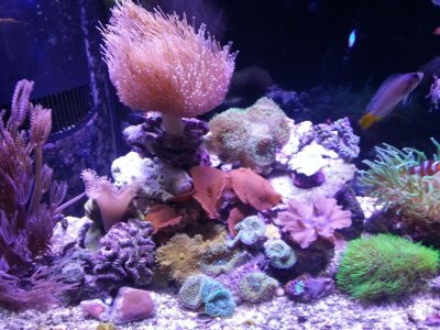 left side tank.jpg