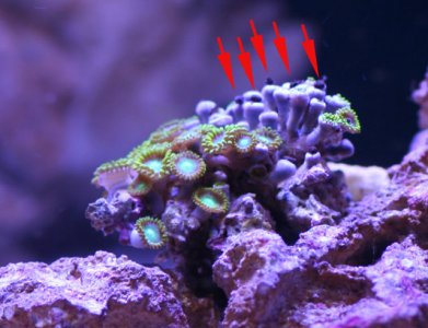 coral2.jpg