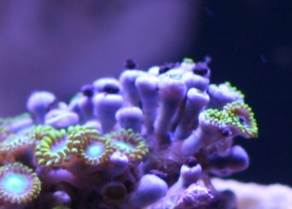 coral3.jpg