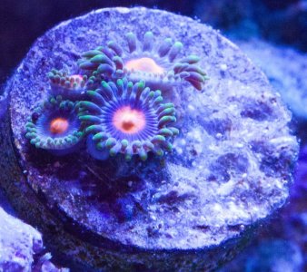 zoa4.jpg