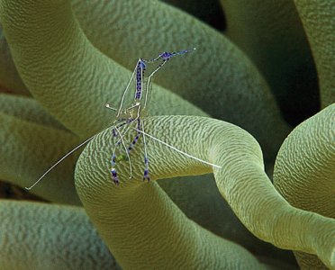 anemone-shrimp-3-500.jpg