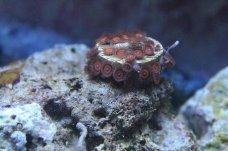 orangeandbluezoa.jpg