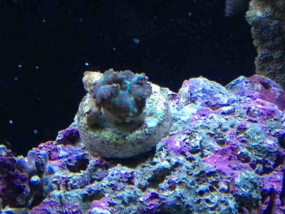 ImageUploadedByTapatalk 21376934276.180072.jpg