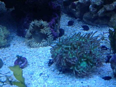 ImageUploadedByTapatalk 21376934347.803065.jpg