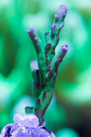 Grape Juice Front.jpg