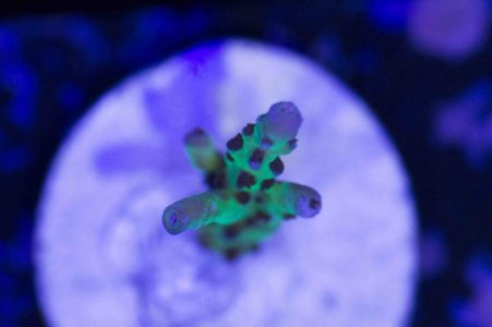 Grape Juice Top Down.jpg