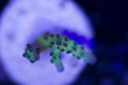 Rainbows Top Down.jpg