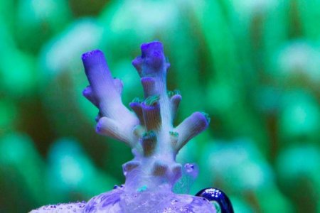 Thripple Threat Front.jpg