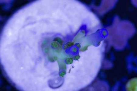 Tripple Threat Top Down.jpg