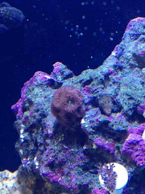 ImageUploadedByTapatalk 21376944864.807778.jpg