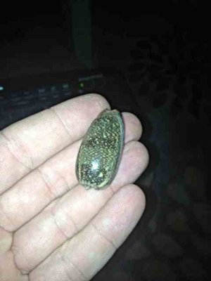 ImageUploadedByTapatalk 21376966573.707588.jpg