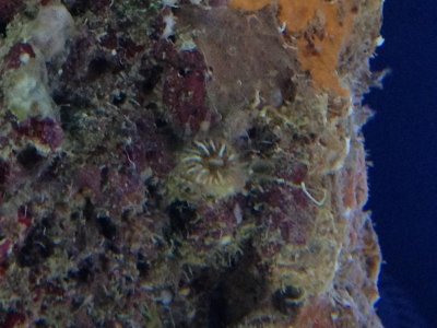 Anemone.jpg