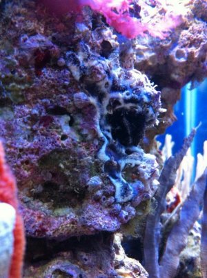Incredible Sponge resize.jpg Incredible Sponge resize.jpg