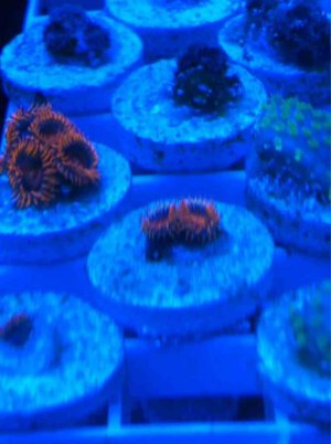 ImageUploadedByTapatalk 21377134244.952038.jpg