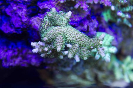 Top Down Hot Lipps Milli.jpg