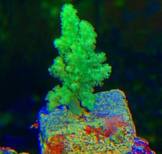 PalauNeptuea911.jpg