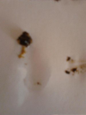 IMG_20130804_123429.jpg