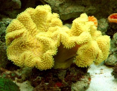 yellowleatherFiji.jpg
