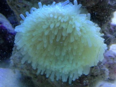 anemone July 2013.jpg