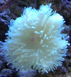 anemone Aug 3, 2013.jpg
