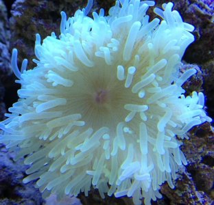 anemone Aug 5, 2013.jpg
