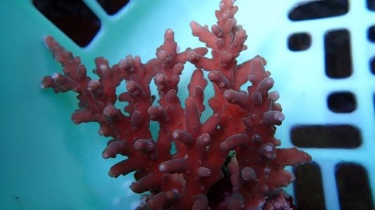 red acropora.jpg