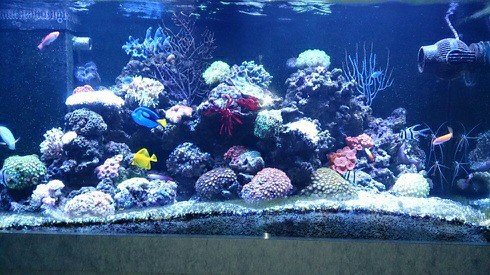 reef.jpg