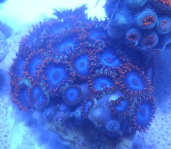 zoa blue ring.jpg