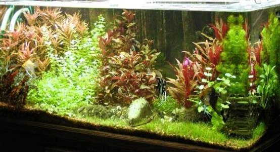 ImageUploadedByTapatalk HD1376075309.061545.jpg