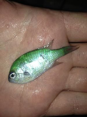 644236_10151758039100379_29418223_n.jpg 644236_10151758039100379_29418223_n.jpg