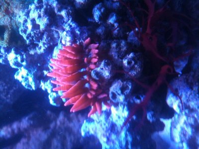 Anemone 002.jpg