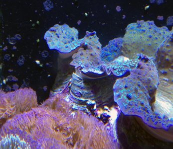 Gigas vs Gigantea 01.jpg